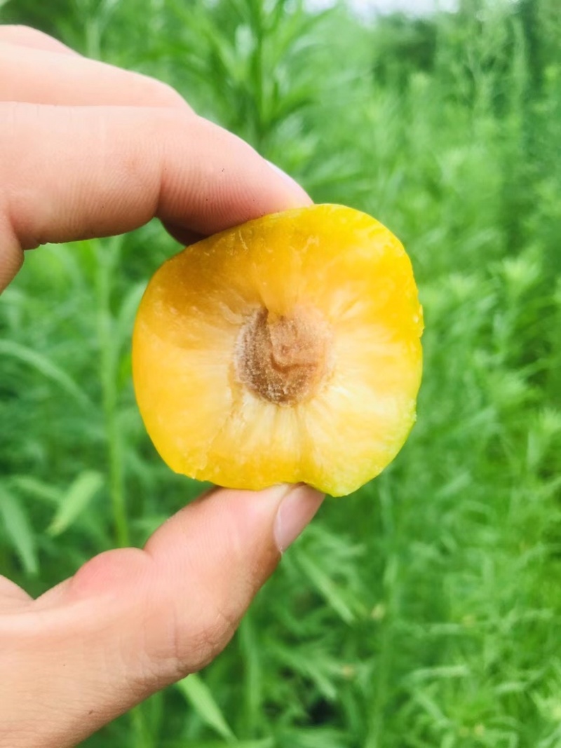 鲜果城堡，蜂糖李大量上市，对接各大平台支持