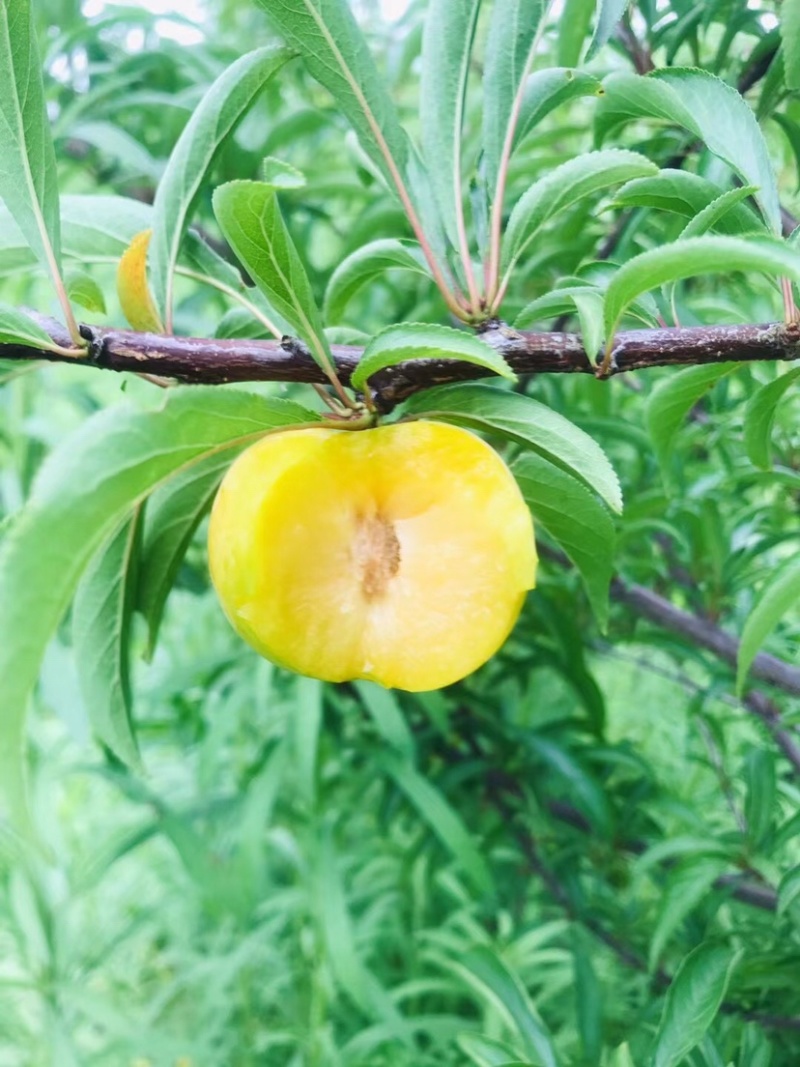 鲜果城堡，蜂糖李大量上市，对接各大平台支持