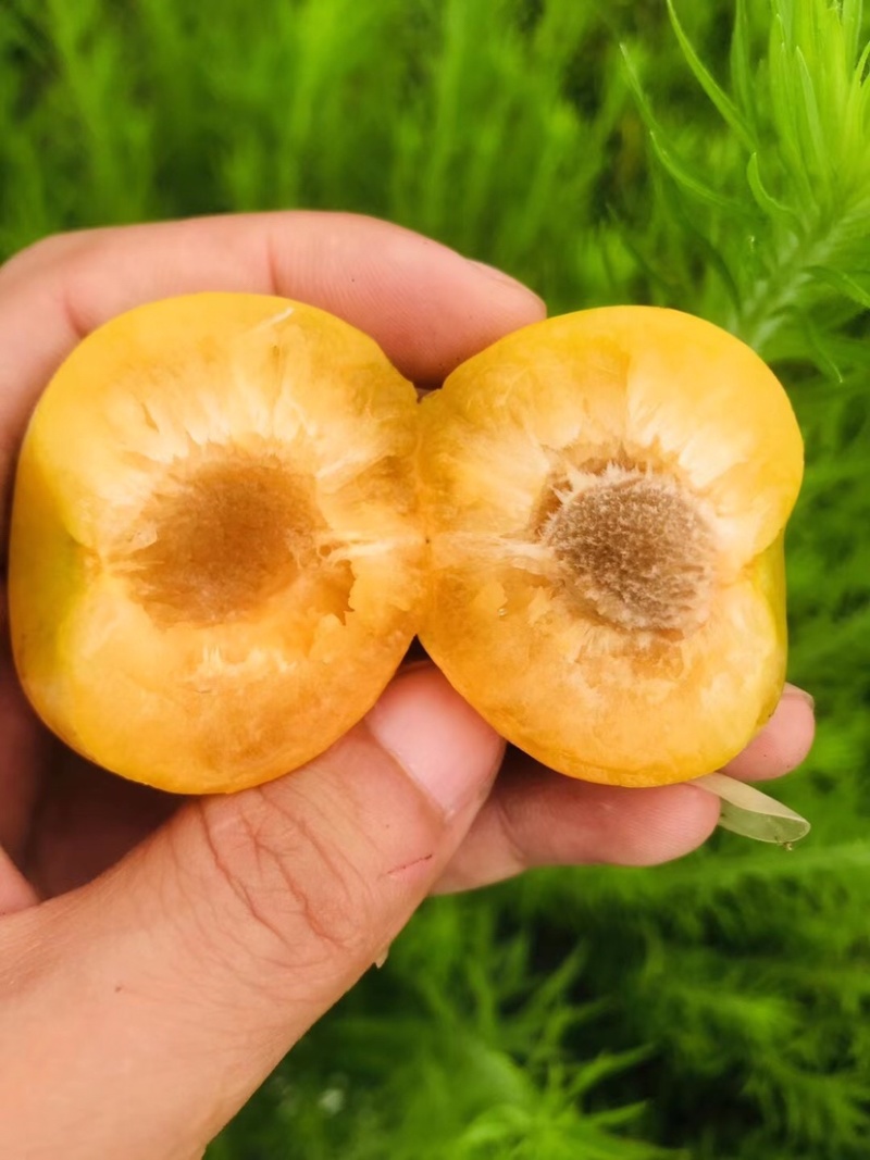 鲜果城堡，蜂糖李大量上市，对接各大平台支持