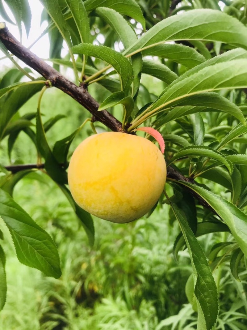 鲜果城堡，蜂糖李大量上市，对接各大平台支持