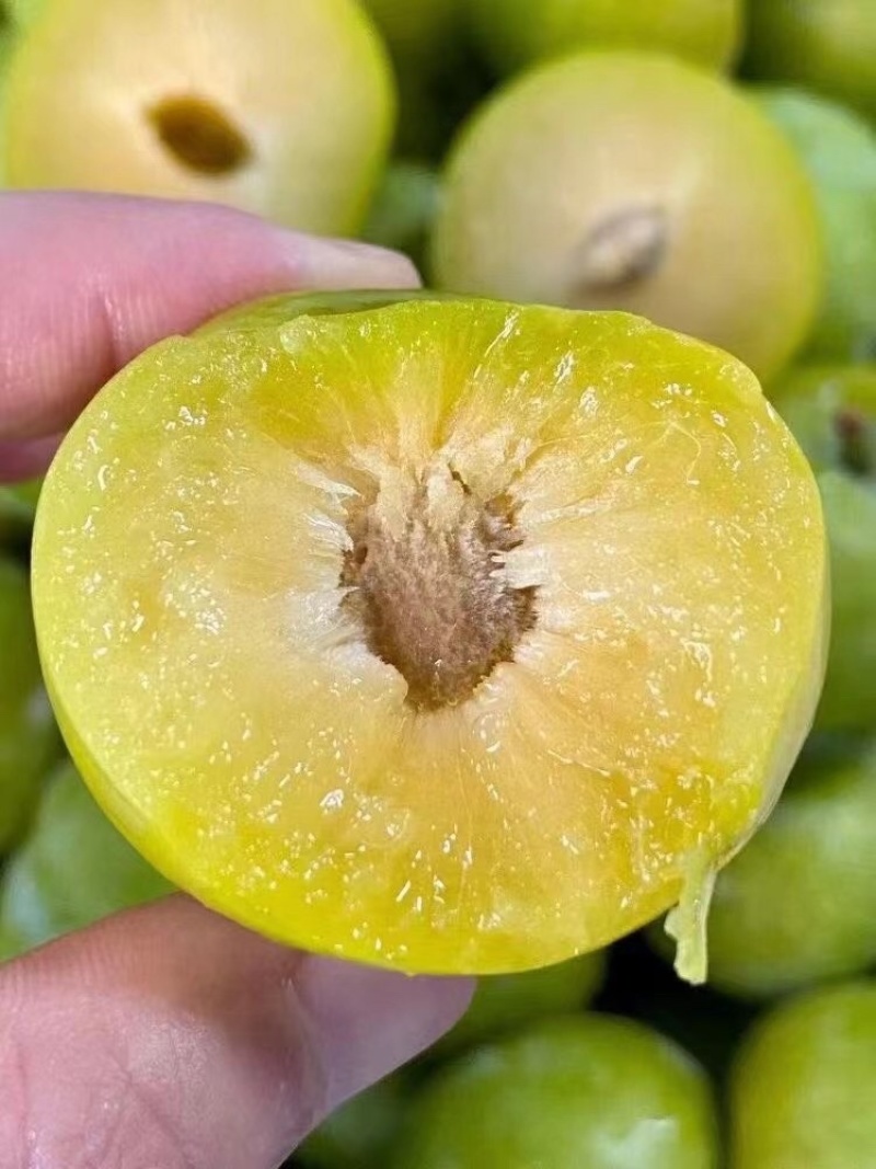 鲜果城堡，蜂糖李大量上市，对接各大平台支持