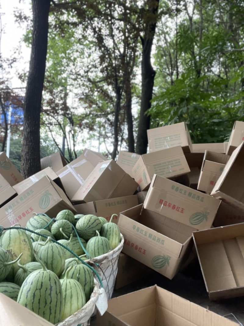 萧山精品小西瓜