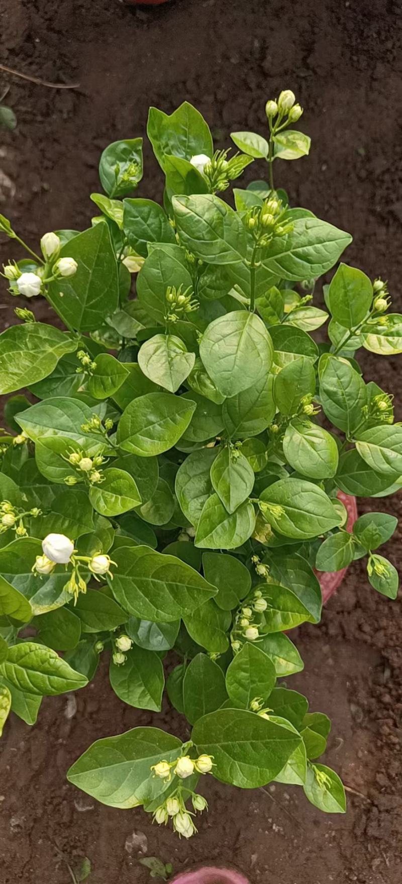 大棵茉莉，继续，花苞多多喜欢的老板，️，根细好