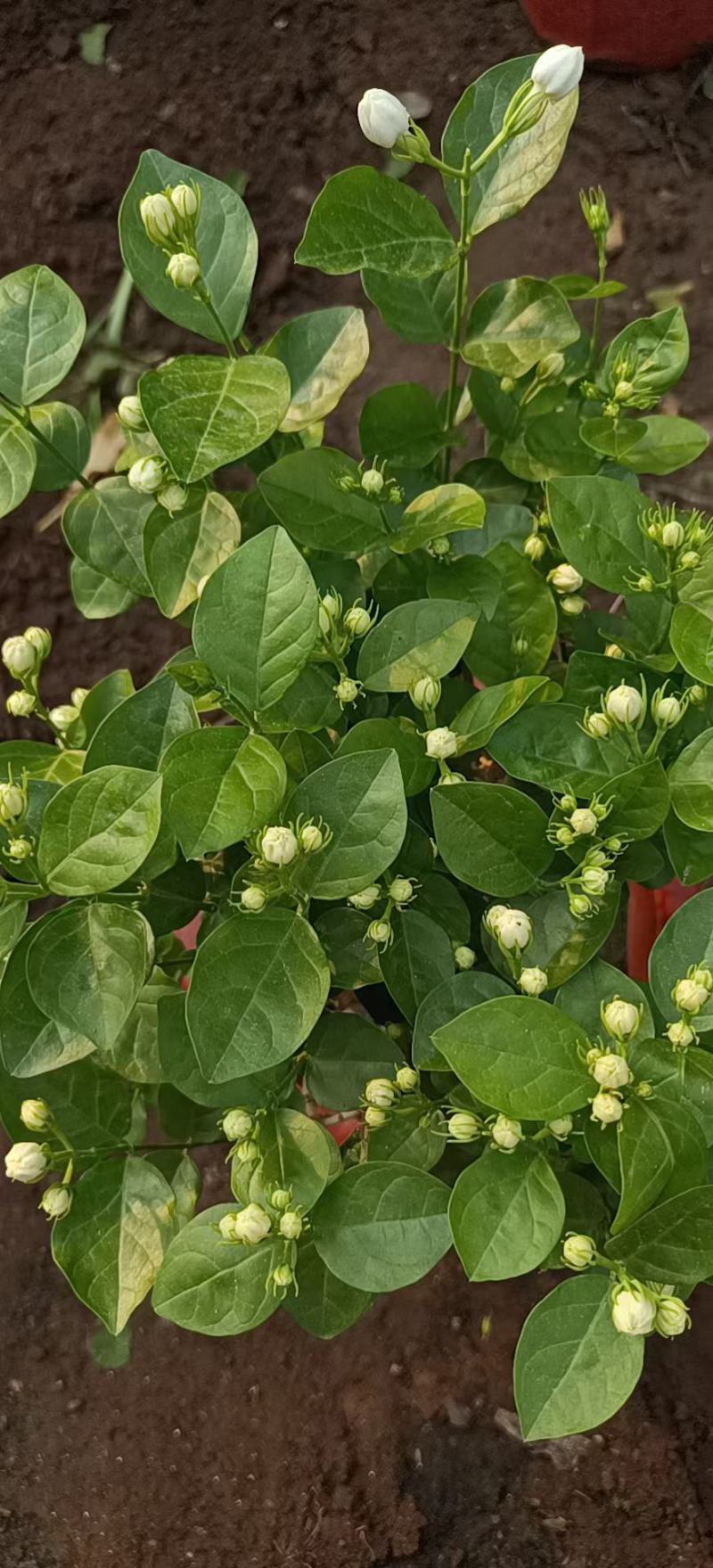 大棵茉莉，继续，花苞多多喜欢的老板，️，根细好