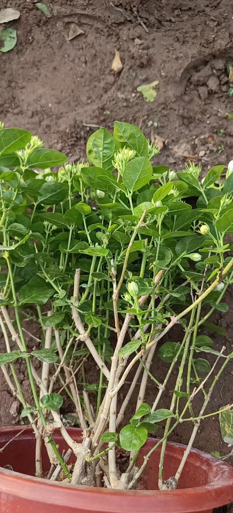 大棵茉莉，继续，花苞多多喜欢的老板，️，根细好