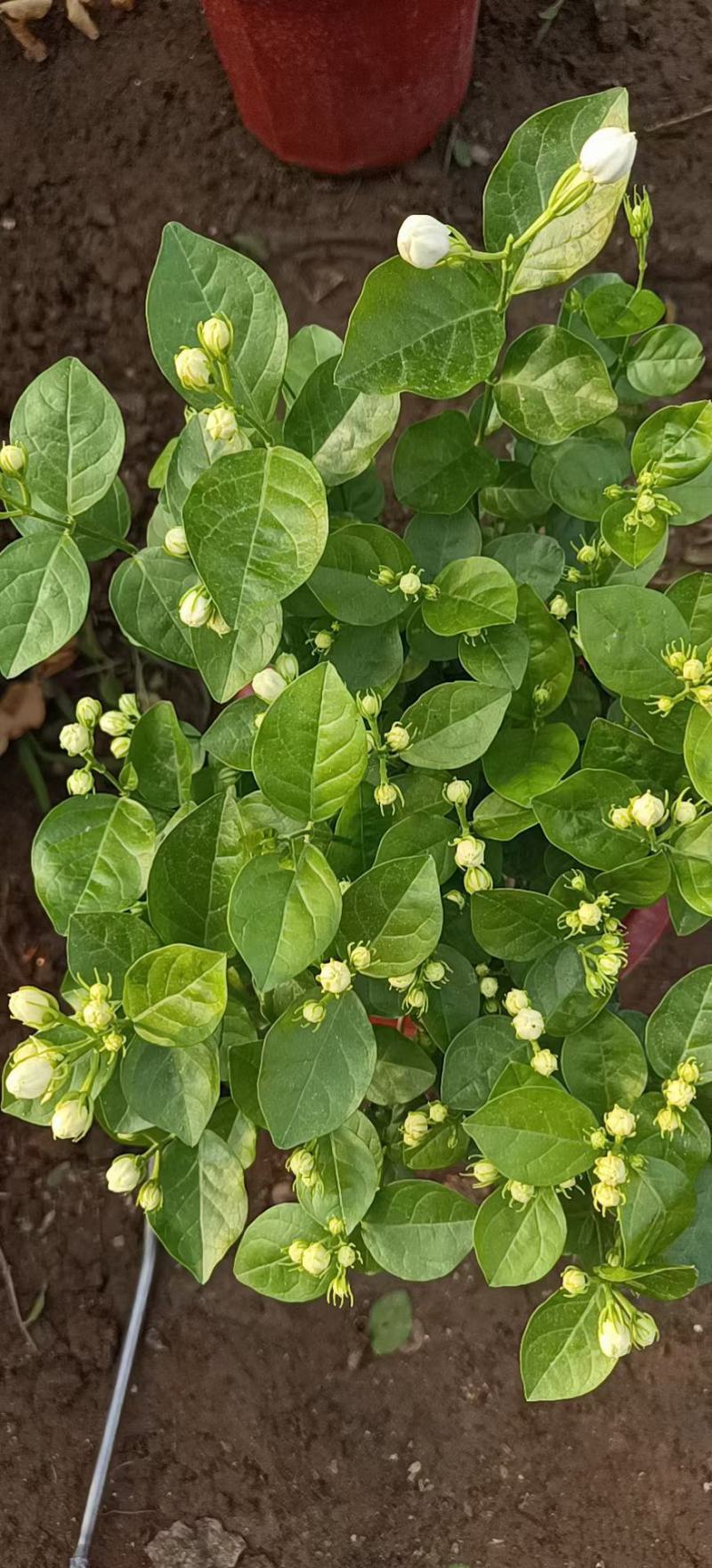 大棵茉莉，继续，花苞多多喜欢的老板，️，根细好