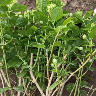 大棵茉莉，继续，花苞多多喜欢的老板，️，根细好