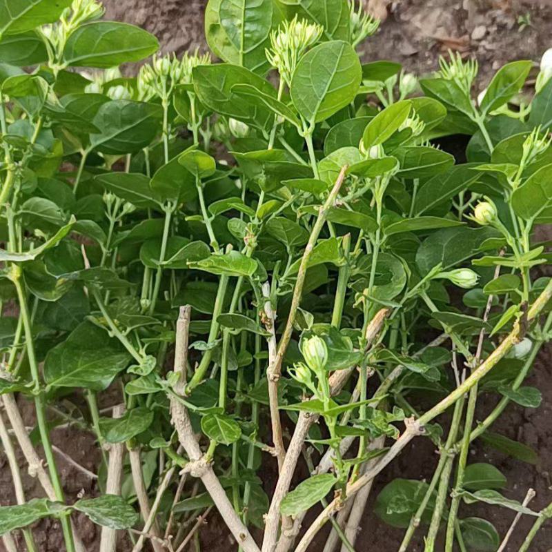 大棵茉莉，继续，花苞多多喜欢的老板，️，根细好