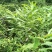 姜花，姜兰，夜苏寒，药食两用，绿化盆栽，多年生，易成活！