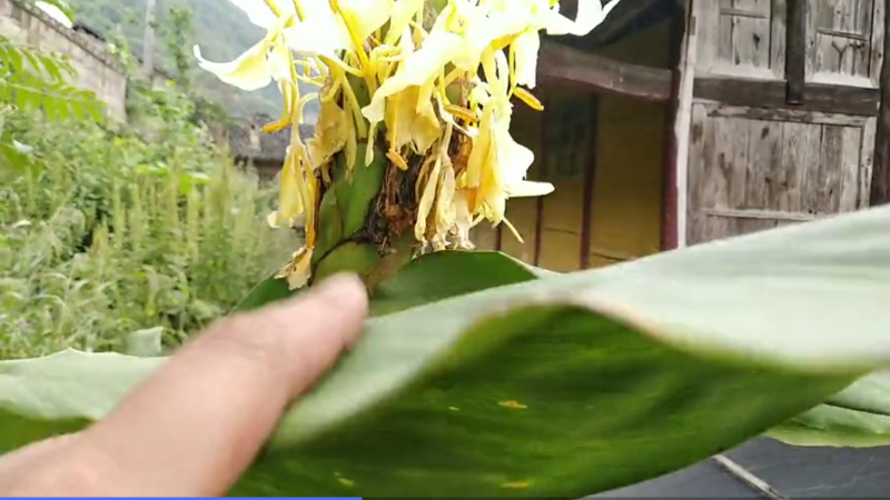 姜花，姜兰，夜苏寒，药食两用，绿化盆栽，多年生，易成活！