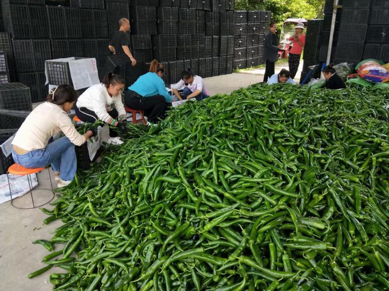 青椒大量供应、质量保证、支持各种包装、欢迎采购