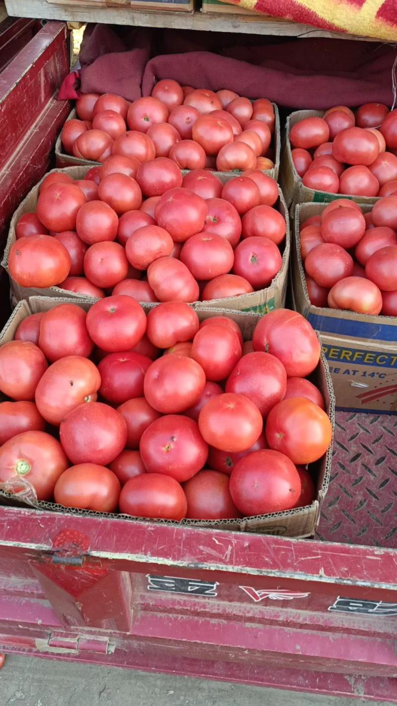 河南西红柿。大量供应中，质量好，价格优，代发全国