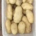 凌海精品荷兰十五土豆大量上市，专业工人挑选[诚信经营]。