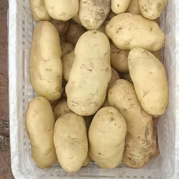 凌海精品荷兰十五土豆大量上市，专业工人挑选[诚信经营]。