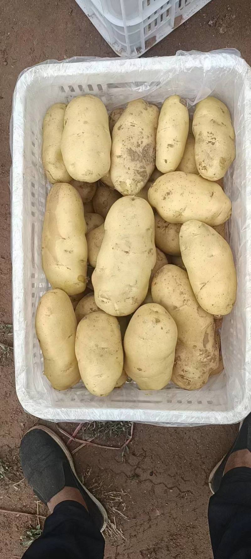 凌海精品荷兰十五土豆大量上市，专业工人挑选[诚信经营]。