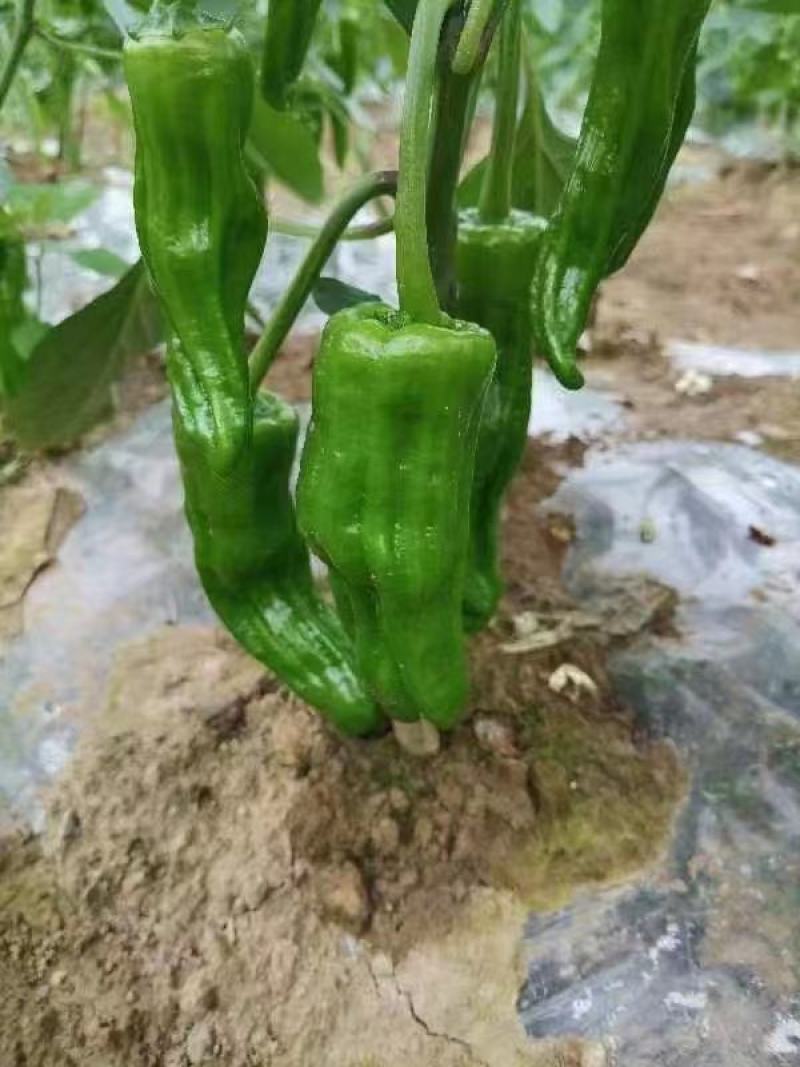 苏椒（芜湖椒）大量供应、质量保证、支持各种包装。