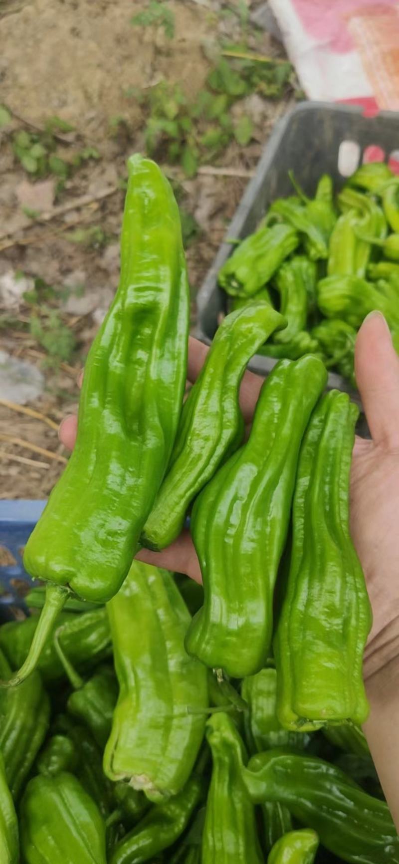 苏椒（芜湖椒）大量供应、质量保证、支持各种包装。