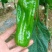 苏椒（芜湖椒）大量供应、质量保证、支持各种包装。