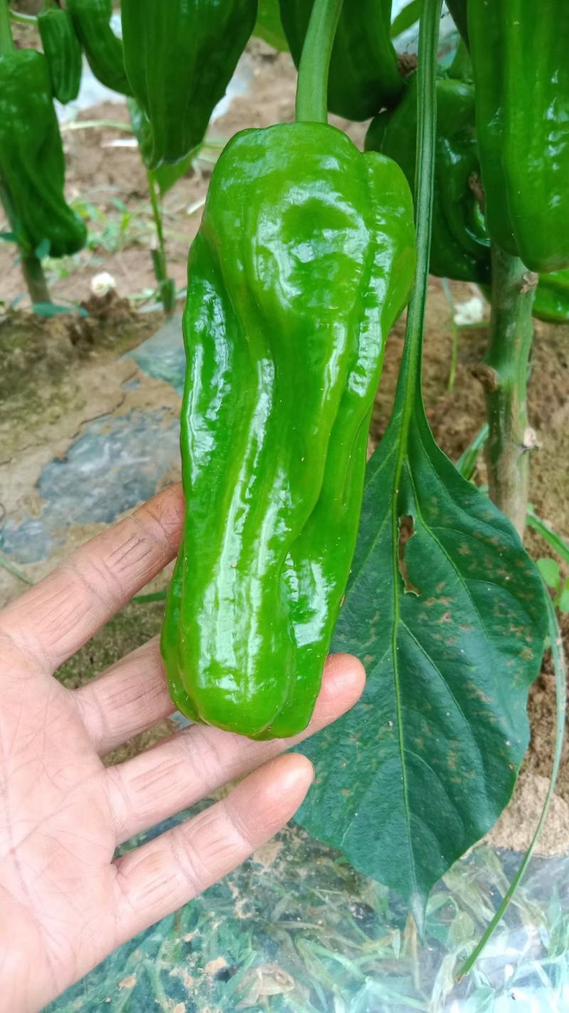 苏椒（芜湖椒）大量供应、质量保证、支持各种包装。