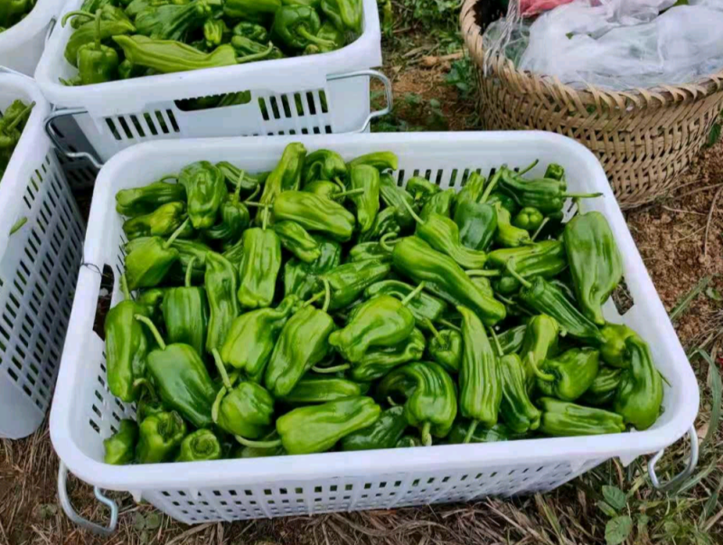 苏椒（芜湖椒）大量供应、质量保证、支持各种包装。