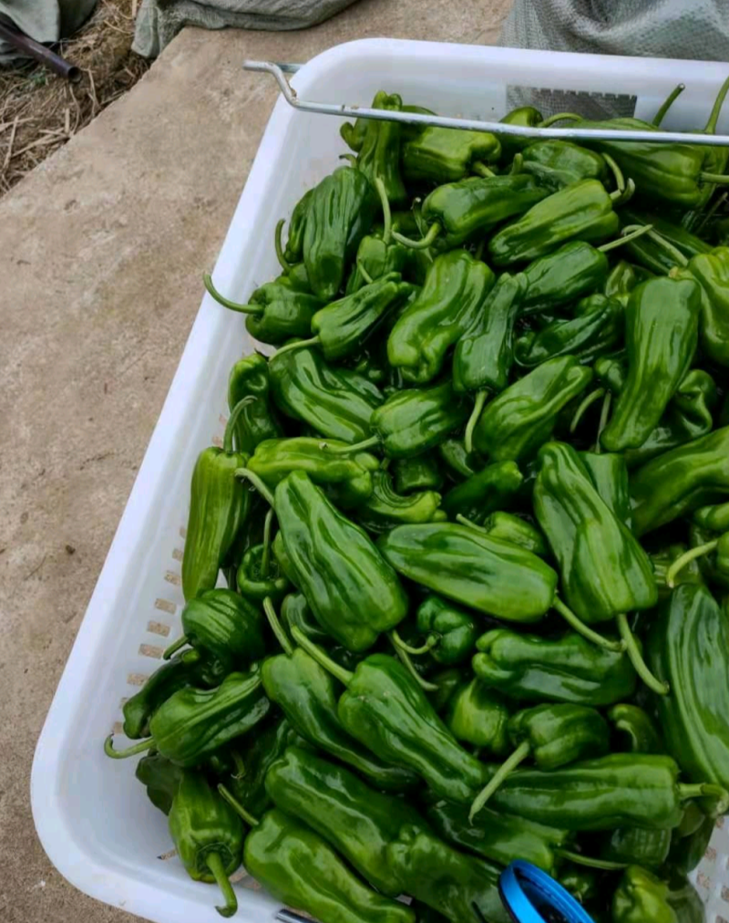 苏椒（芜湖椒）大量供应、质量保证、支持各种包装。