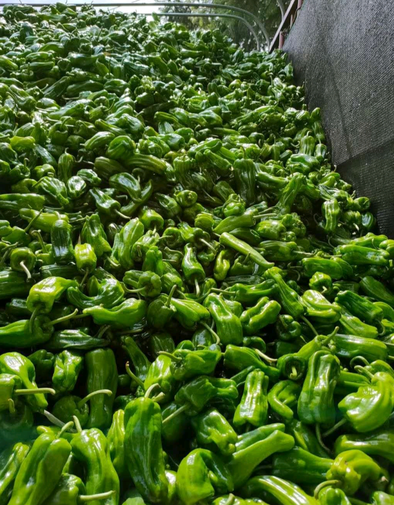 苏椒（芜湖椒）大量供应、质量保证、支持各种包装。