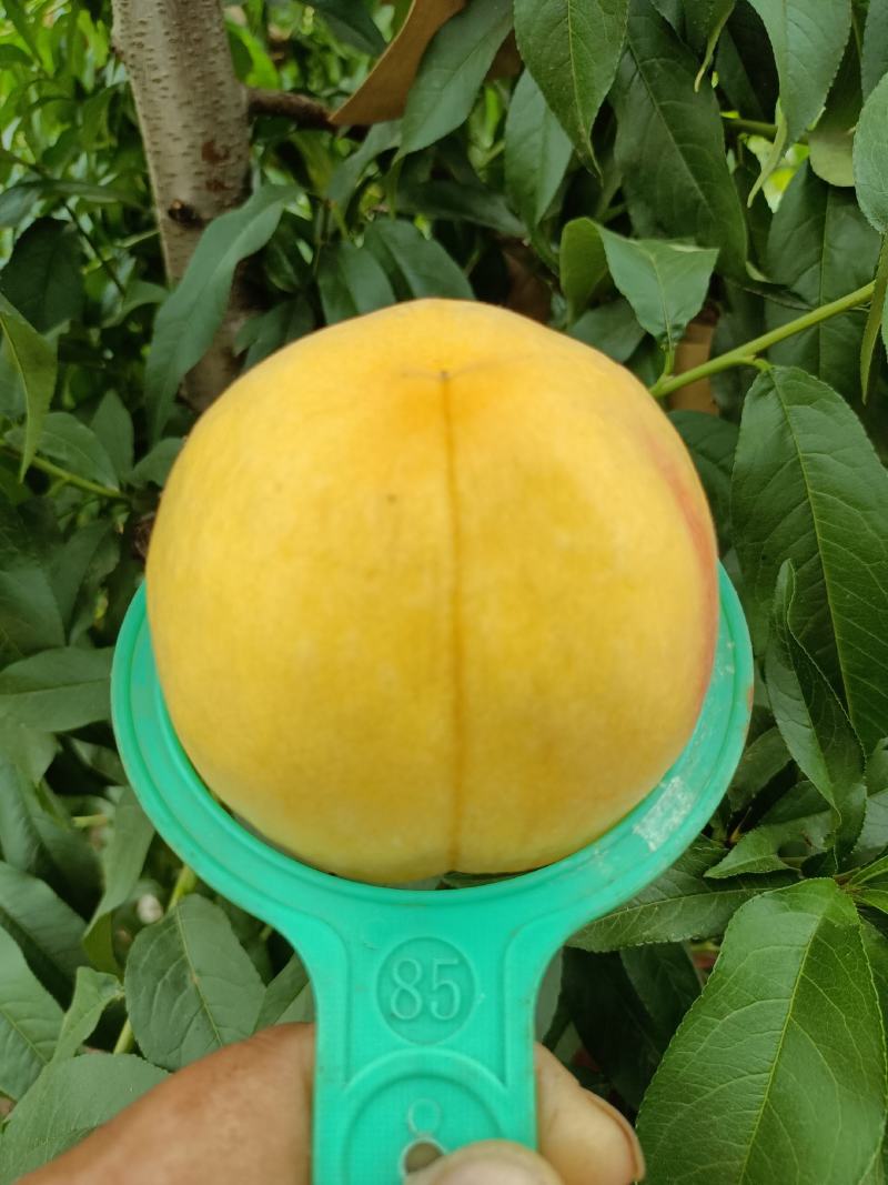 黄金蜜一号