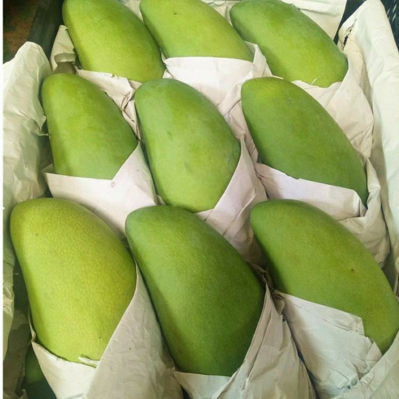 【大量】大青芒批发代发代办电商一件代发实力靠谱