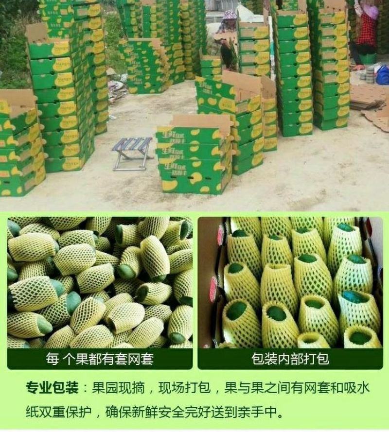 【大量】大青芒批发代发代办电商一件代发实力靠谱