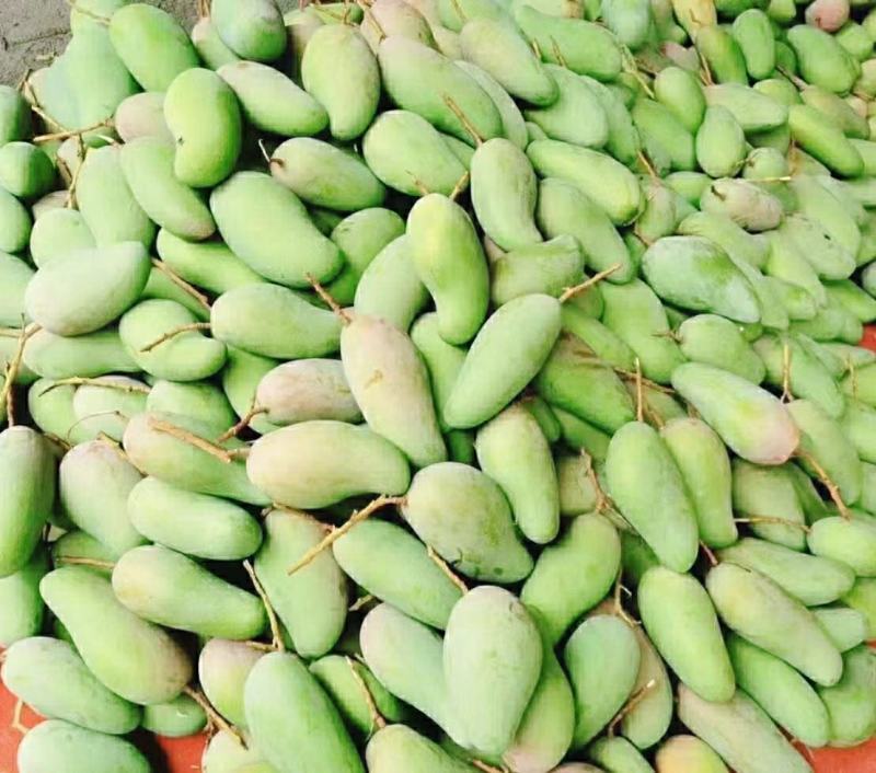 【大量】大青芒批发代发代办电商一件代发实力靠谱