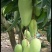 【大量】大青芒批发代发代办电商一件代发实力靠谱