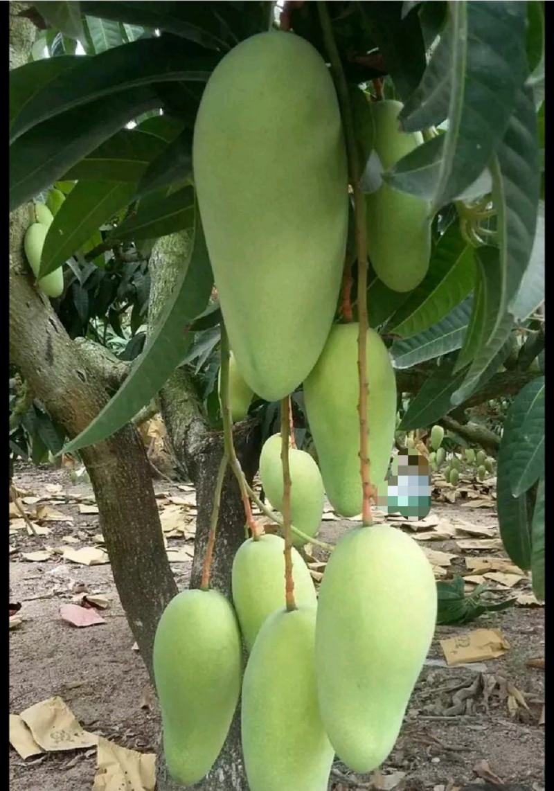 【大量】大青芒批发代发代办电商一件代发实力靠谱