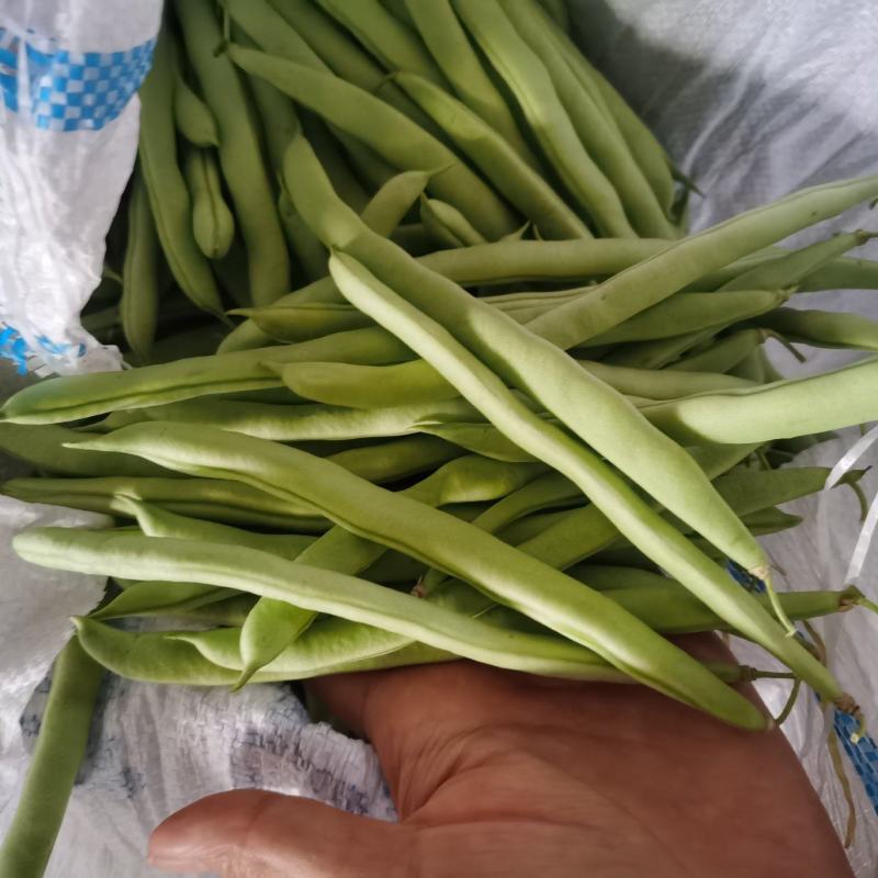 豆角四季豆五季豆青豆角产地一手货源欢迎订购