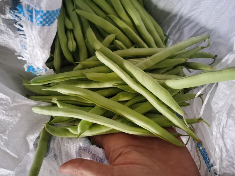 豆角四季豆五季豆青豆角产地一手货源欢迎订购