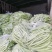 豆角四季豆五季豆青豆角产地一手货源欢迎订购