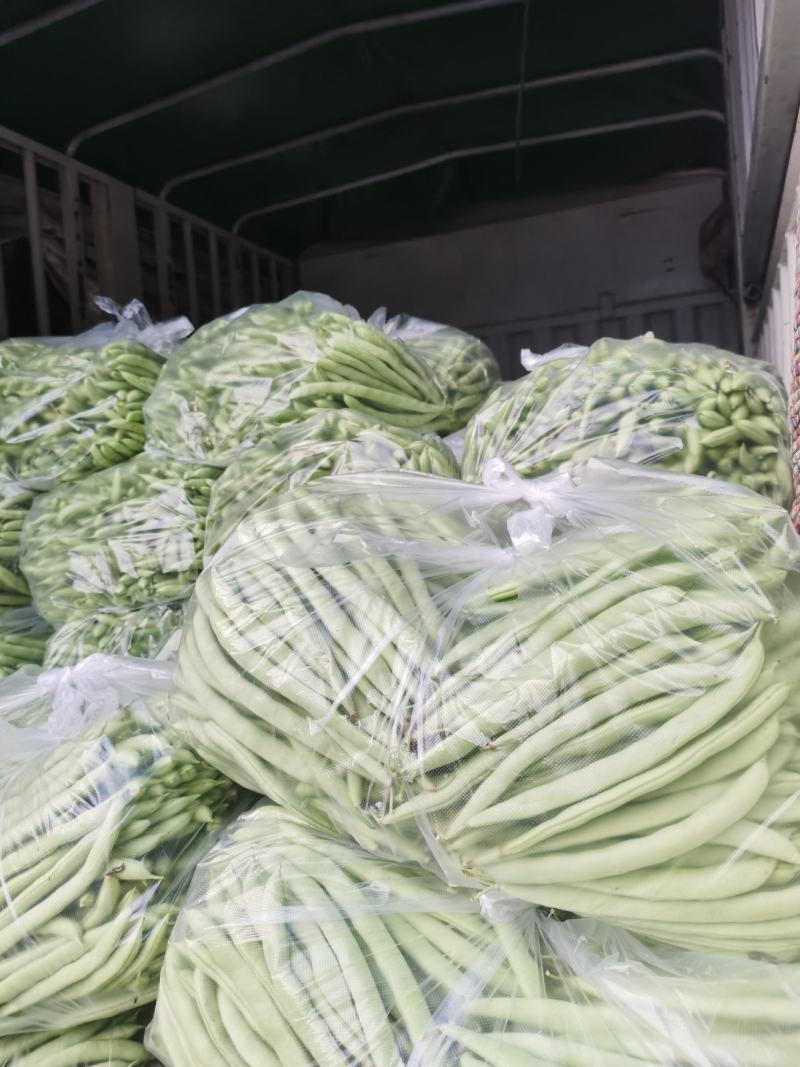 豆角四季豆五季豆青豆角产地一手货源欢迎订购
