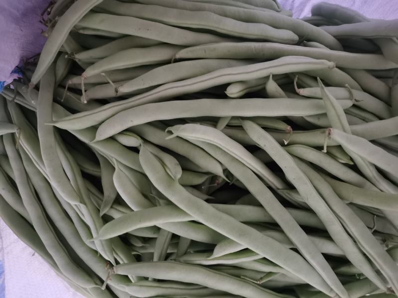 豆角四季豆五季豆青豆角产地一手货源欢迎订购