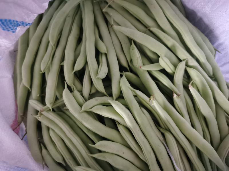 豆角四季豆五季豆青豆角产地一手货源欢迎订购