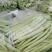 豆角四季豆五季豆青豆角产地一手货源欢迎订购