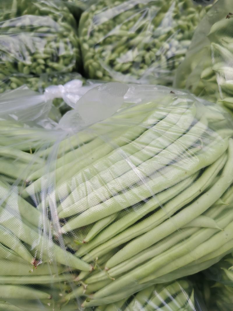 豆角四季豆五季豆青豆角产地一手货源欢迎订购