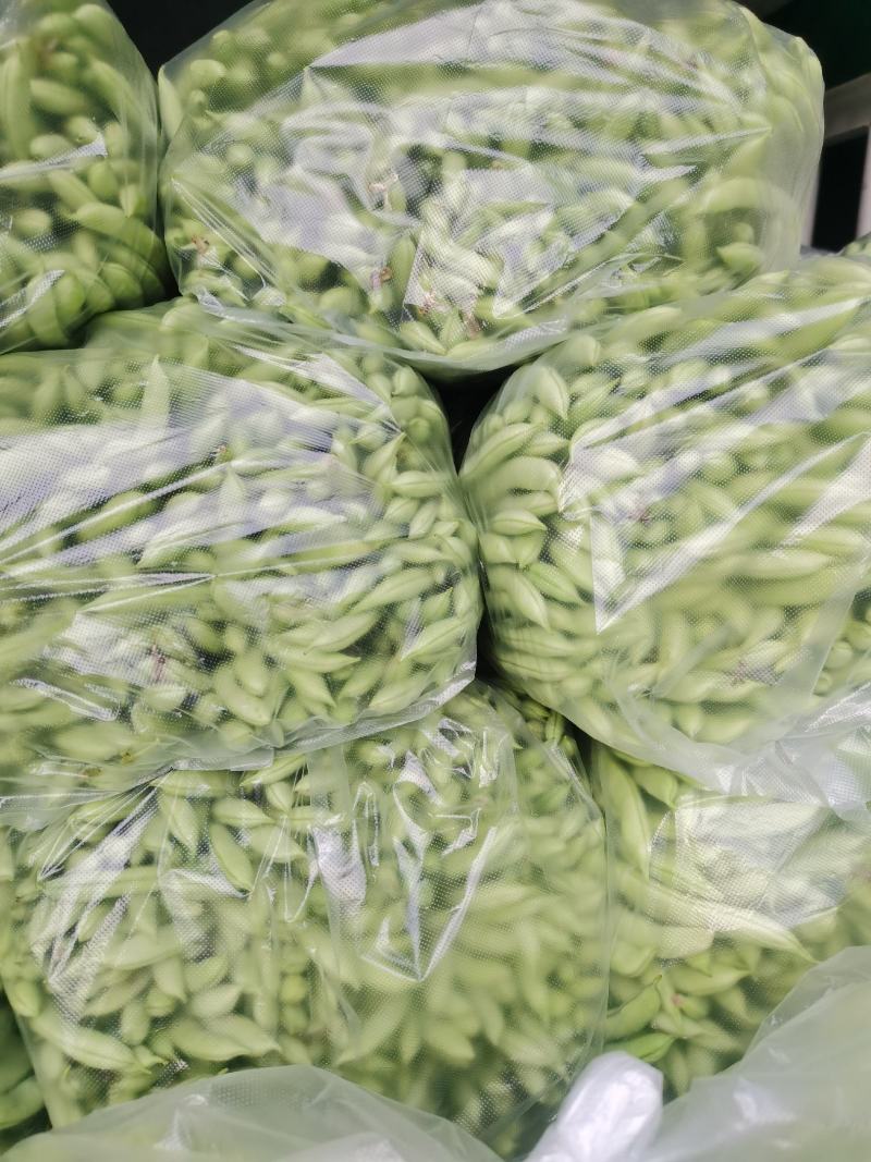 豆角四季豆五季豆青豆角产地一手货源欢迎订购