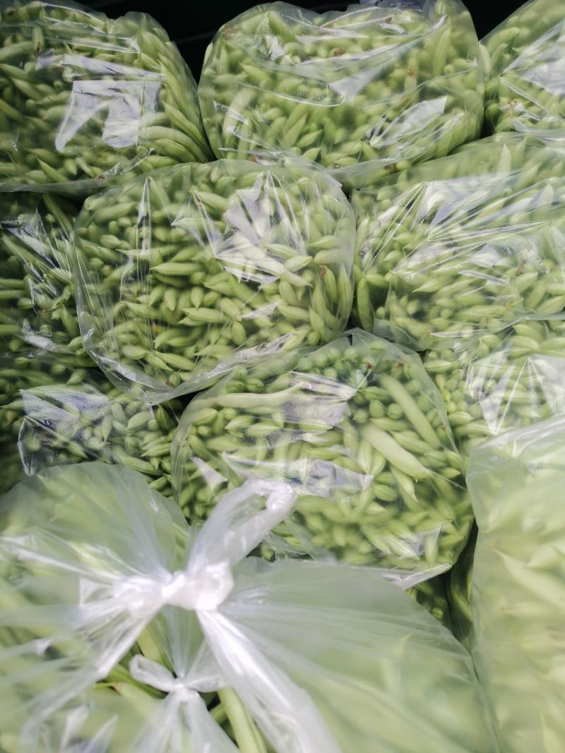 豆角四季豆五季豆青豆角产地一手货源欢迎订购