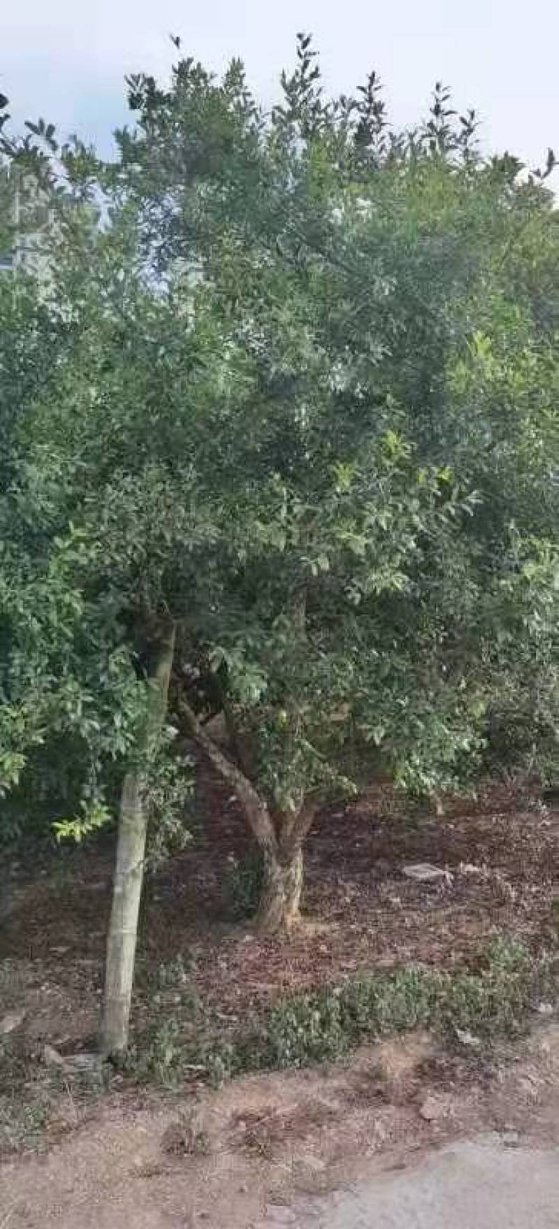 攀枝花精品石榴树，现货，电话联系我，可实地考察