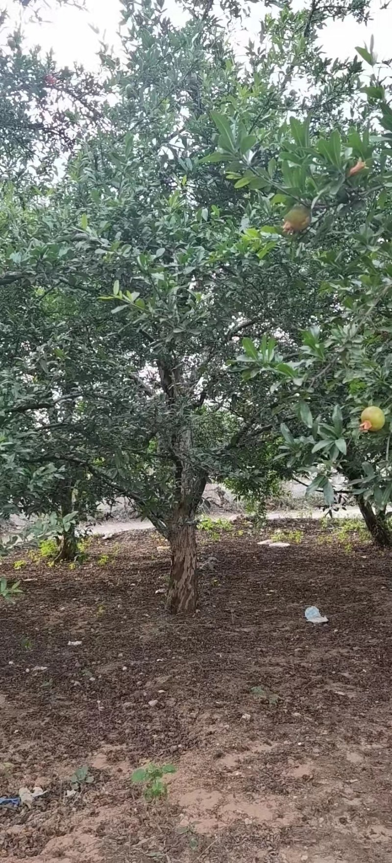 攀枝花精品石榴树，现货，电话联系我，可实地考察