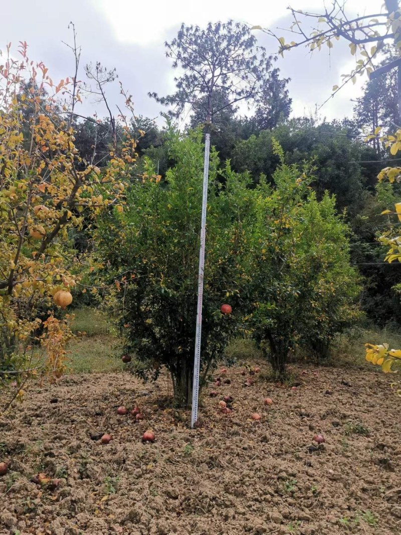 攀枝花精品石榴树，现货，电话联系我，可实地考察