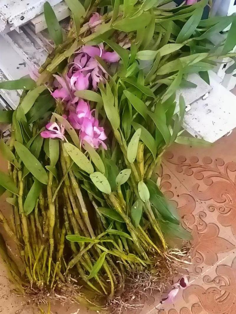 （热销）金钗石斛云南产地直发货量充足