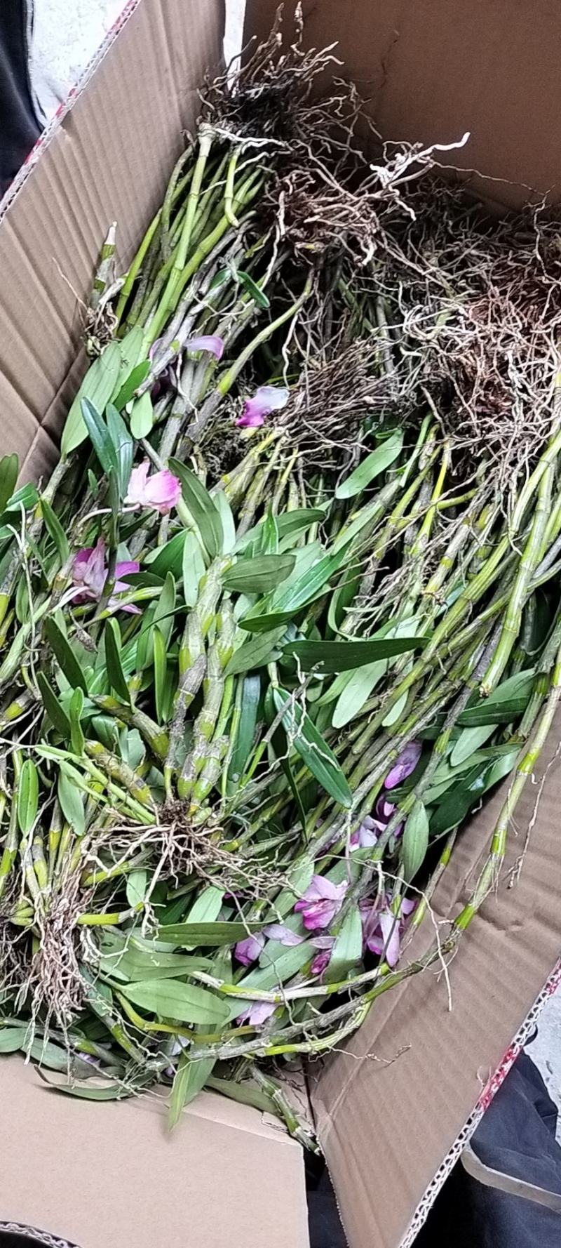 （热销）金钗石斛云南产地直发货量充足