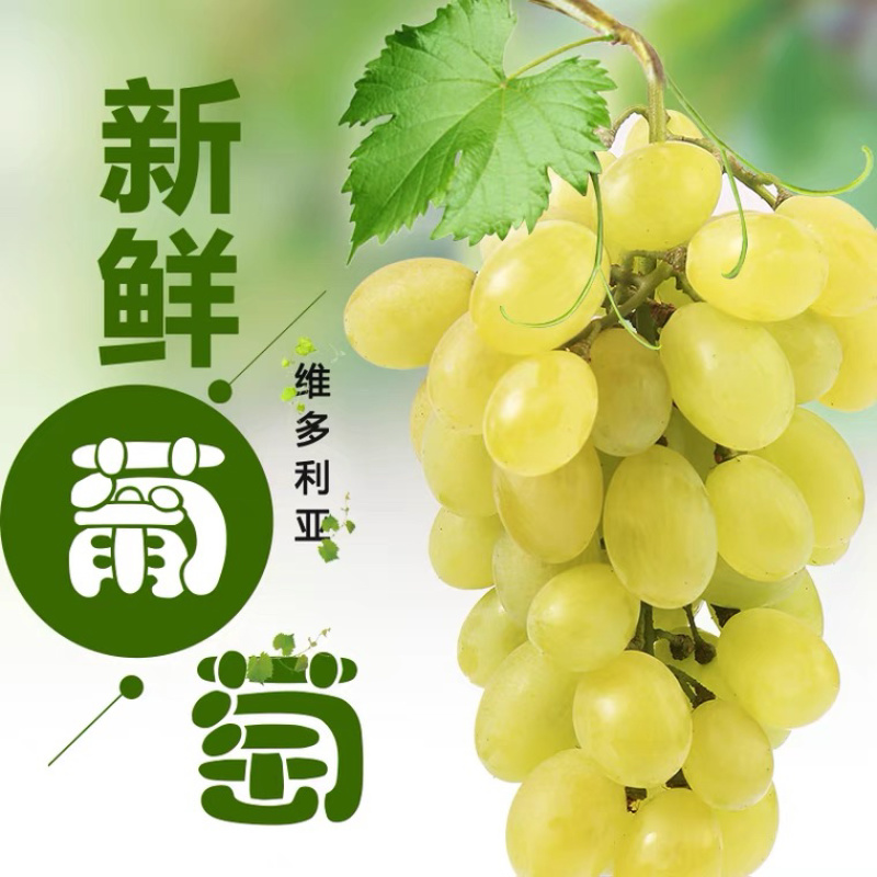 精品维多利亚葡萄，永年葡萄基地现摘现发，有加工厂货