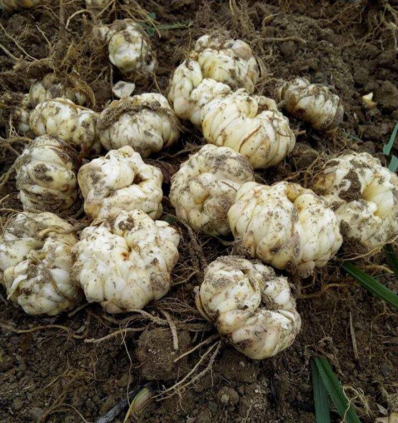 香水百合种球四季花卉好养易活盆栽室内花植物种子浓香百合花