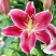 香水百合种球四季花卉好养易活盆栽室内花植物种子浓香百合花